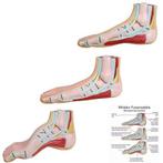 Anatomie model voet mini (normale voet, platvoet en holvoet), Nieuw, Verzenden