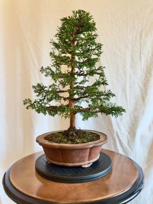 Bonsai Jeneverbes Itoigawa (Juniperus) - Hoogte (boom): 41, Antiek en Kunst, Curiosa en Brocante