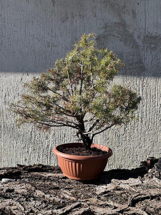 Jeneverbes bonsai (Juniperus) - Hoogte (boom): 54 cm -, Antiek en Kunst, Curiosa en Brocante
