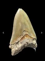 Haai - Fossiele tand - Megalodon - 11 cm - 7.5 cm  (Zonder