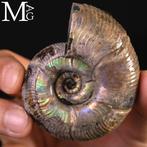 Opalescent Ammonite - Geschikt voor sieraden Iriserend