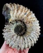 Ammoniet - Gefossiliseerd dier - Douvilleicera mammillatum