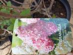 Hydrangea Vannille Fraise Renhy hortensia, Ophalen
