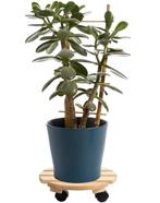 Cti Plantenroller - Plantentrolley - Voor binnen en buite..., Tuin en Terras, Verzenden, Nieuw