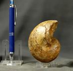 Nautiloïd met een schelp. - Gefossiliseerd dier - Cenoceras
