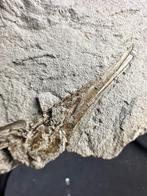 Trompetvis Trichurus strigatus - Fossiel skelet - Centricus