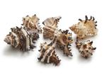 Shell Black Murex Endivia 1 kilo  schelpen, Ophalen of Verzenden, Nieuw