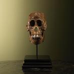Borneose Orang-Oetan Schedel Dayak, Ophalen of Verzenden, Nieuw, Wild dier, Opgezet dier