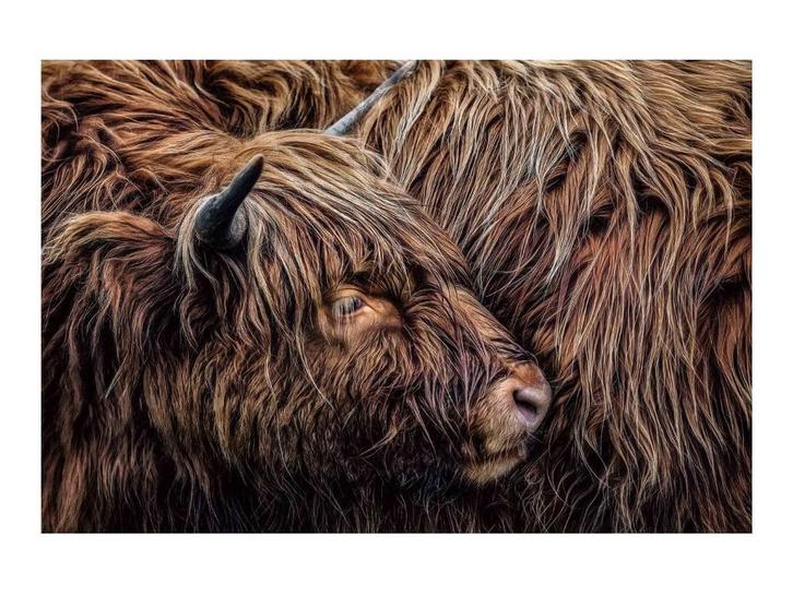 Glasschilderij Schotse Hooglander | S321, Huis en Inrichting, Woonaccessoires | Overige, Nieuw, Ophalen of Verzenden