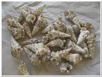 Cerithium Nodulosum schelpen 1 kilo, Hobby en Vrije tijd, Knutselen, Ophalen of Verzenden, Nieuw