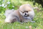 Pomeriaan | Dwergkees | Puppy | Pomeranian | Stamboom | Pup