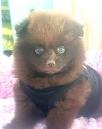 Prachtige choco pomeranian pomeriaan pups,NL nestje, Dieren en Toebehoren, Particulier, Meerdere, Keeshond, 8 tot 15 weken