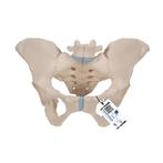 Anatomie model bekken vrouw, 3-delig, Nieuw