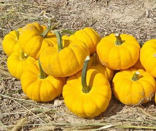 Yellow jacket f1 pmt pompoen kleine geplooide, Huis en Inrichting, Woonaccessoires | Kunstplanten en Kunstbloemen, Nieuw, Ophalen of Verzenden