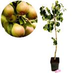 Pyrus communis ‘Beurre Hardy’ + pot 23cm, Verzenden, Volle zon