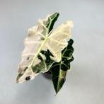 NIEUWE Alocasia, Philodendon, Monstera, Anthurium en meer!