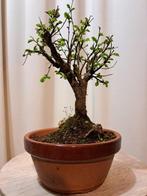 Japanese iep bonsai (Zelkova) - Hoogte (boom): 22 cm -