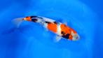 Koi Veiling: Showa 35 cm | Startprijs: €1,-, Dieren en Toebehoren