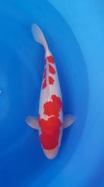 Suzusei Nisai Kohaku KOI-62039 - A2KOI, Verzenden, Nieuw