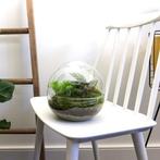 DIY terrarium - Dome -  20 cm, Huis en Inrichting, Kamerplanten, Verzenden