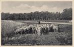 APELDOORN - Schapen aan het Uddeler Meer, Verzamelen, Verzenden, Gelopen
