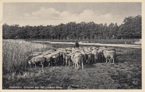 APELDOORN - Schapen aan het Uddeler Meer, Verzamelen, Ansichtkaarten | Nederland, Verzenden