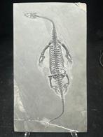 Fossiel - Fossiele matrix - Keichousaurus sp. (BIG) - 26 cm, Verzamelen, Mineralen en Fossielen