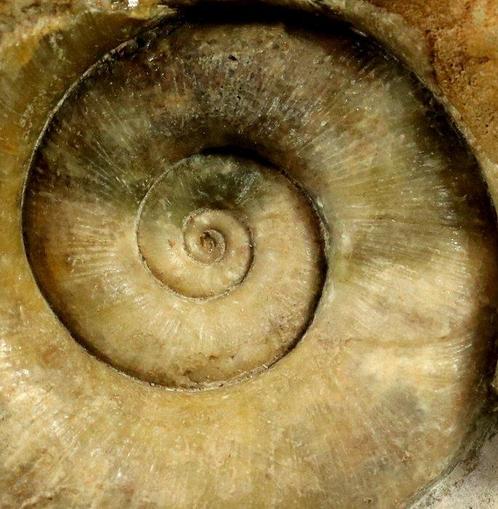 Fijnste Ammoniet - Op steen - Uitstekende bewaring -, Verzamelen, Mineralen en Fossielen