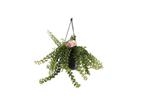 Aeschynanthus Twister hang plant, Verzenden