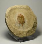 Mooie en zeldzame trilobiet - Gefossiliseerd dier -, Verzamelen, Mineralen en Fossielen