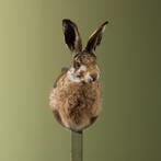 Haas Taxidermie Opgezette Dieren By Max, Verzamelen, Dierenverzamelingen, Ophalen of Verzenden, Nieuw, Wild dier, Opgezet dier