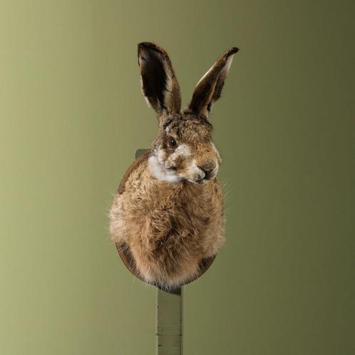 Haas Taxidermie Opgezette Dieren By Max, Verzamelen, Dierenverzamelingen, Opgezet dier, Nieuw, Wild dier, Ophalen of Verzenden