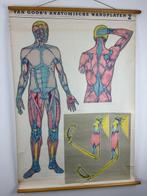 Vintage anatomische schoolkaart – Van Goor’s Anatomische