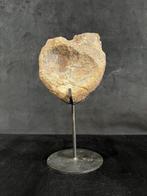 Dinosaurus - Fossiel bot - Sauropode - 11 cm - 11 cm, Verzamelen