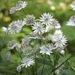 Astrantia major Alba - Wortelgoed - 5 stuks, Verzenden