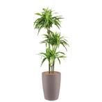 Dracaena Lemon Lime kunstplant, H150cm, Huis en Inrichting, Kamerplanten, Ophalen of Verzenden