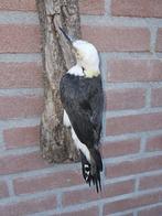 Witte specht Taxidermie volledige montage - Melanerpes, Verzamelen, Dierenverzamelingen, Nieuw