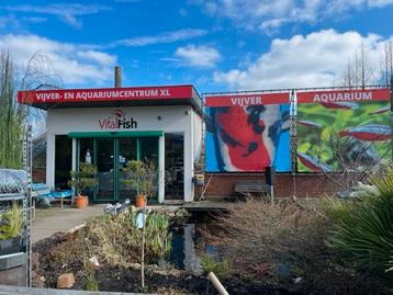VITALFISH VIJVER WINKEL JAPANSE KOI, VIJVERVIS, ZONDAG OPEN beschikbaar voor biedingen