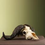 Kafferbuffel Schedel Taxidermie Opgezette Dieren By Max, Verzamelen, Dierenverzamelingen, Ophalen of Verzenden, Nieuw, Wild dier