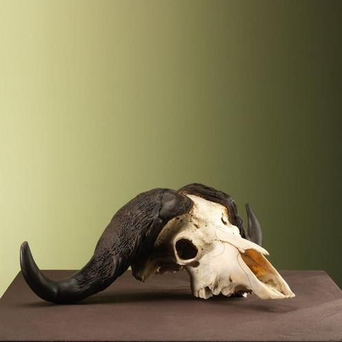 Kafferbuffel Schedel Taxidermie Opgezette Dieren By Max, Verzamelen, Dierenverzamelingen, Opgezet dier, Nieuw, Wild dier, Ophalen of Verzenden