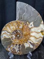 Beautiful Huge Ammonite - Gefossiliseerd dier - Aioloceras