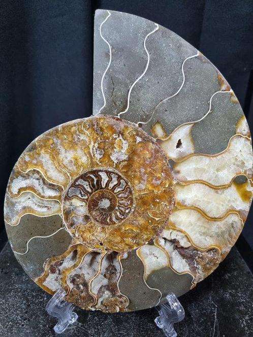 Beautiful Huge Ammonite - Gefossiliseerd dier - Aioloceras, Verzamelen, Mineralen en Fossielen