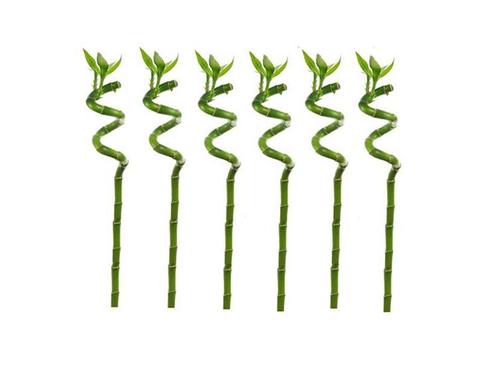 Lucky Bamboo stems - set of 6, Huis en Inrichting, Kamerplanten, Verzenden