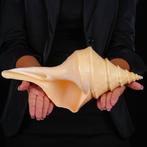 Speciale kwaliteit AAA - Zeeschelp - Sea Shell - Syrinx, Nieuw
