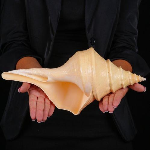 Speciale kwaliteit AAA - Zeeschelp - Sea Shell - Syrinx, Verzamelen, Dierenverzamelingen
