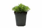 Steenanjer Dianthus deltoides Albiflorus 5-10 Pot P9, Tuin en Terras, Planten | Tuinplanten