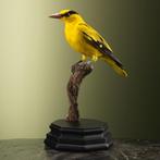 Chinese Wielewaal Taxidermie Opgezette Dieren By Max, Ophalen of Verzenden, Nieuw, Vogel, Opgezet dier