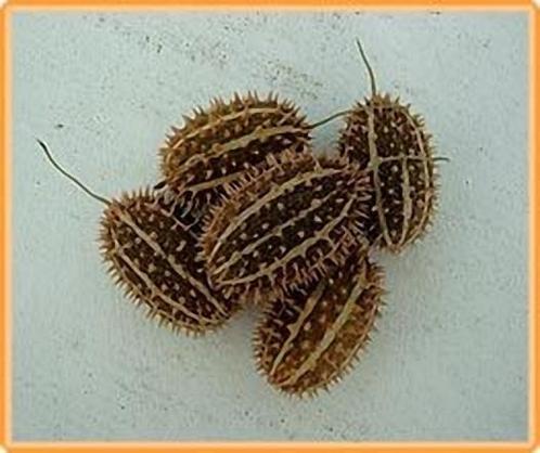 Cucumis africanus = sier - basiseenheid, Hobby en Vrije tijd, Knutselen, Nieuw, Ophalen of Verzenden