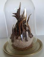 Reebok Gewei - Cervus Capreolus - 35 cm - 31 cm - 26 cm