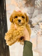 Echte beauty MALTIPOO teefje , mooi en gezond , NL nestje, Parvo, Overige rassen, 8 tot 15 weken, Teef